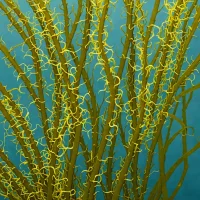 Feather Boa Kelp (Egregia menziesii)