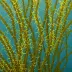 Feather Boa Kelp (Egregia menziesii)