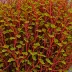 Farlowia mollis