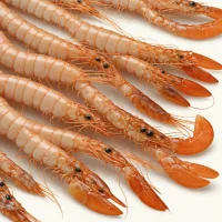 Fleshy Prawn