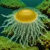 Fried Egg Jellyfish (Cotylorhiza tuberculata)
