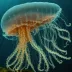Flower Hat Jellyfish (Olindias formosus)