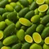 Finger Lime (Microcitrus australasica)