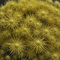 Fellaster zelandiae