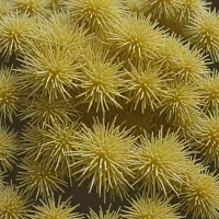 Fibularia ovulum