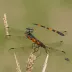 Four-spotted Pennant