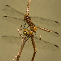 Filigree Skimmer