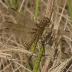 Fawn Darner