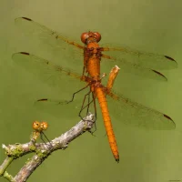 Fulvous Forest Skimmer