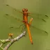 Fulvous Forest Skimmer