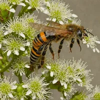 Frugal Leafcutter Bee (Megachile frugalis)