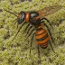 Fringed Nomad Bee (Nomada rufipes)