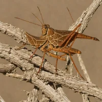 Ferruginous Grasshopper (Taphronota ferruginea)