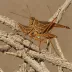 Ferruginous Grasshopper (Taphronota ferruginea)