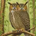 Forest Eagle-Owl