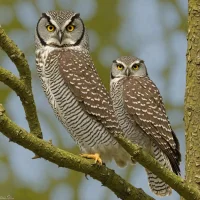 Flores Hawk-Owl