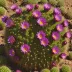 Fendler's Hedgehog (Echinocereus fendleri)