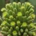 Fairy Castle Cactus (Acanthocereus tetragonus)