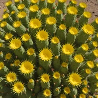 Ferocactus peninsulae