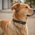 Fi Series 2 Smart Dog Collar