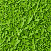 Fenugreek Leaves