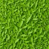 Fenugreek Leaves