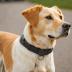 Fi SmartDog Collar