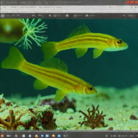 Gobies (Gobiodon spp.)