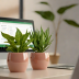 Glazed Ceramic Planters