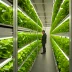 Gotham Greens