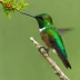 Green-throated Mountain-gem