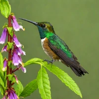 Gray-tailed Mountain-gem