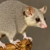 Gray Short-tailed Opossum
