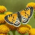 Garden tiger moth