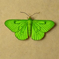 Green cloverworm moth