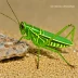 Green-striped Grasshopper (Aiolopus thalassinus)