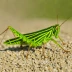 Green-striped Grasshopper (Aiolopus strepens)