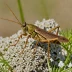 Gomphocerus sibiricus (Siberian Grasshopper)