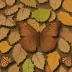 Goatweed Leafwing