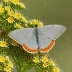 Gray Hairstreak