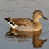 Gadwall