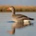 Greylag Goose