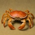 Grooved Tanner Crab