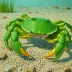 Green Shore Crab