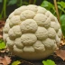 Giant Puffball