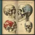 Grant's Atlas of Anatomy