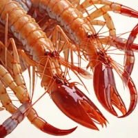 Giant Red Shrimp