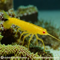 Golden Boxing Shrimp