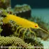 Golden Boxing Shrimp