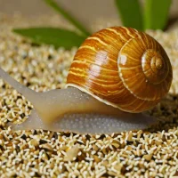 Granular Snail (Ashfordia granulata)